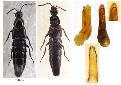 Réf. 345 964 : Philonthus cognatus